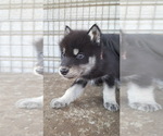 Small Photo #16 Wolf Hybrid Puppy For Sale in DALTON, OH, USA