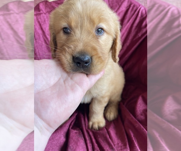Medium Photo #11 Golden Retriever Puppy For Sale in WESTMINSTER, SC, USA
