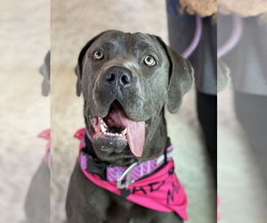 Mutt Dogs for adoption in Goodyear, AZ, USA