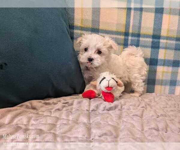 Medium Photo #11 Maltese Puppy For Sale in OCALA, FL, USA