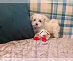 Small Photo #11 Maltese Puppy For Sale in OCALA, FL, USA
