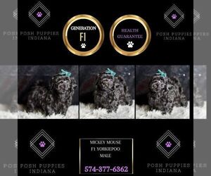 YorkiePoo Puppy for sale in WARSAW, IN, USA