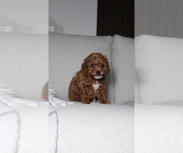 Medium Photo #5 Poodle (Toy) Puppy For Sale in PORTLAND, OR, USA