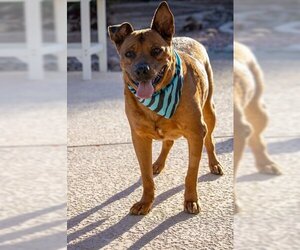 Australian Kelpie-Unknown Mix Dogs for adoption in Chandler, AZ, USA
