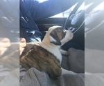 Small Photo #4 American Bulldog Puppy For Sale in BIVINS, TX, USA