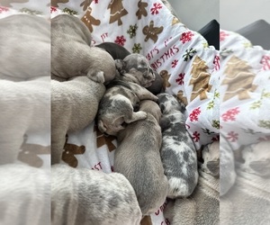 French Bulldog Puppy for Sale in JOHNSTON, Rhode Island USA