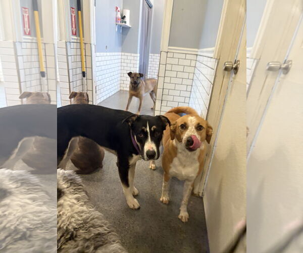 Medium Photo #2 Anatolian Shepherd-Unknown Mix Puppy For Sale in Rockaway, NJ, USA