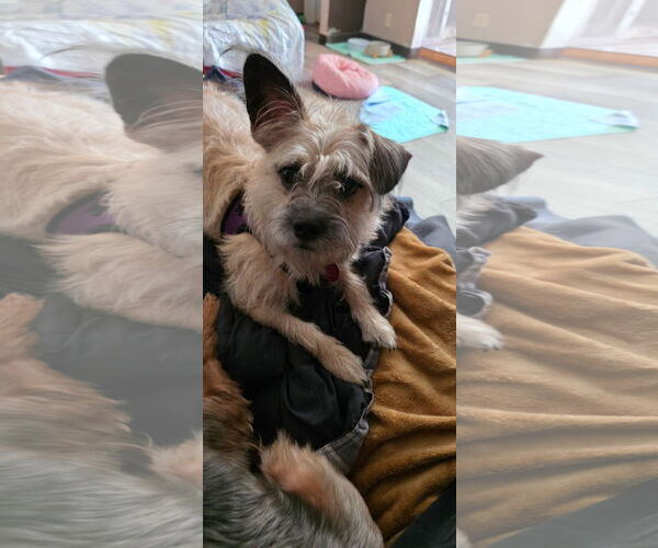 Medium Photo #2 Cairn Terrier-Unknown Mix Puppy For Sale in Tenafly, NJ, USA