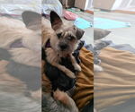 Small #1 Cairn Terrier Mix