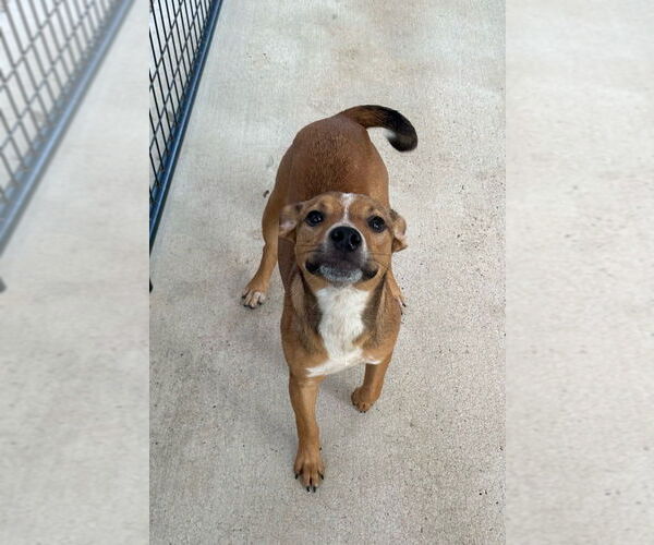 Medium Photo #4 Mutt Puppy For Sale in Oak Bluffs, MA, USA