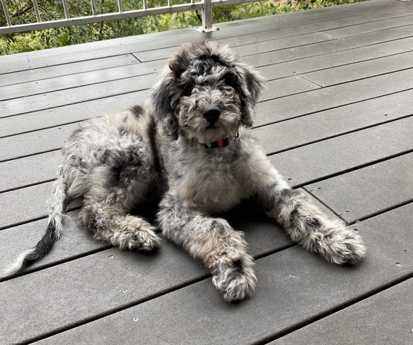 Medium Photo #3 Bernedoodle Puppy For Sale in DURANGO, CO, USA