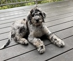 Small Photo #3 Bernedoodle Puppy For Sale in DURANGO, CO, USA