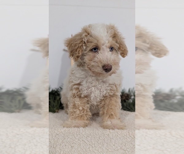 Medium Photo #6 Poodle (Toy) Puppy For Sale in GOSHEN, IN, USA