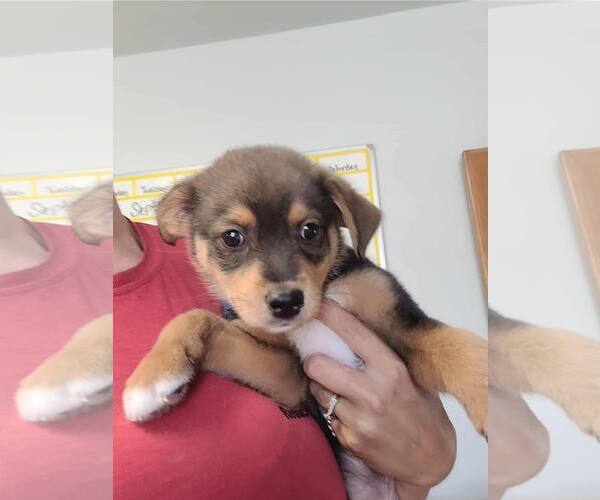 Medium Photo #3 Shepradors Puppy For Sale in The Woodlands, TX, USA
