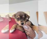 Small #2 Shepradors