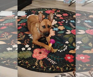 Mutt Dogs for adoption in Holly Springs, NC, USA