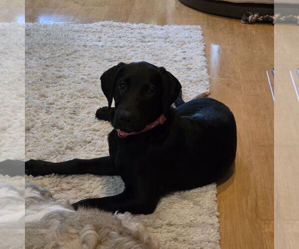 Medium Photo #9 Labrador Retriever Puppy For Sale in Fargo, ND, USA