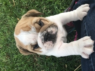 Bulldog Puppy for sale in PURDY, MO, USA