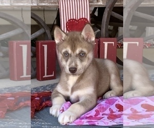 Siberian Husky Puppy for sale in BEAVER, OH, USA