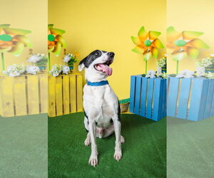 Bubbie - Male Mutt Dog for Adoption - Photo #3