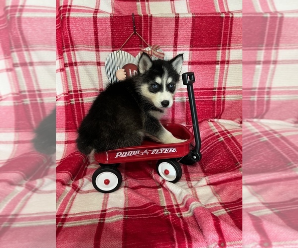 Medium Photo #13 Siberian Husky Puppy For Sale in DEARBORN, MO, USA