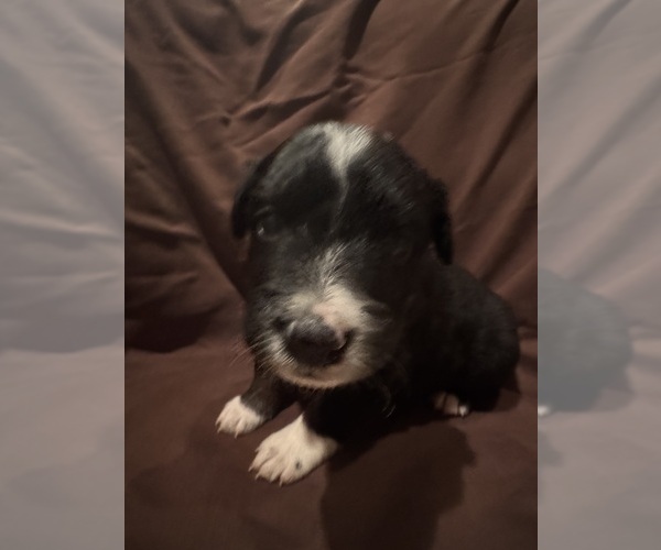 Medium Photo #1 Australian Shepherd Puppy For Sale in PHOENIX, AZ, USA