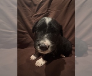 Australian Shepherd Puppy for sale in PHOENIX, AZ, USA