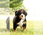 Small #1 Bernese Mountain Dog