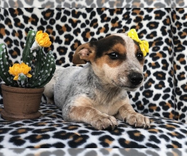 Medium Photo #3 Australian Cattle Dog-Jack Russell Terrier Mix Puppy For Sale in LAKELAND, FL, USA