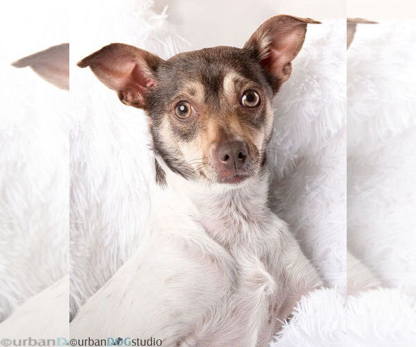 Medium Photo #3 Chihuahua-Unknown Mix Puppy For Sale in Tampa, FL, USA