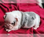 Small Photo #12 Bulldog Puppy For Sale in BRANDON, FL, USA