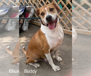 American Pit Bull Terrier-Unknown Mix Dogs for adoption in Fallbrook, CA, USA
