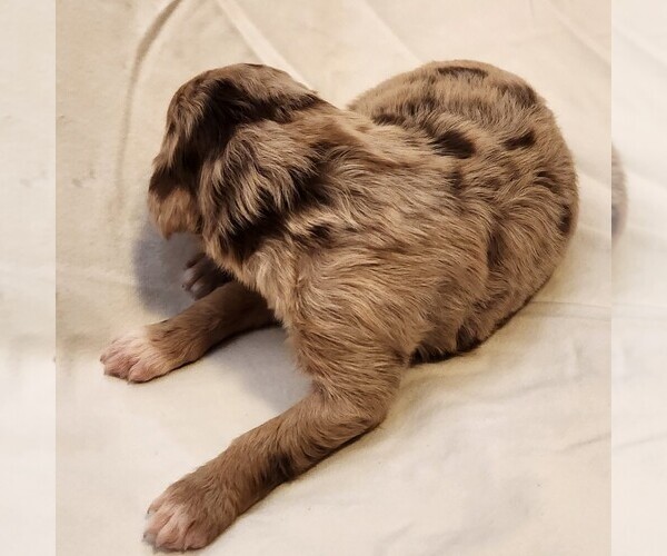 Medium Photo #6 F2 Aussiedoodle Puppy For Sale in COLUMBIA, TN, USA