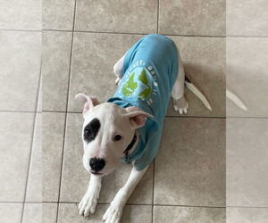 Mutt Dog for Adoption in Techny, Illinois USA