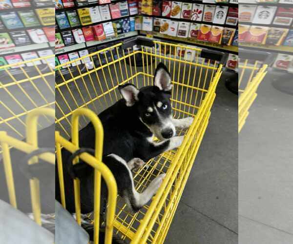 Medium Photo #1 Siberian Husky Puppy For Sale in Holly Springs, NC, USA