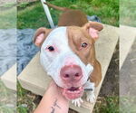 Small #2 American Pit Bull Terrier Mix
