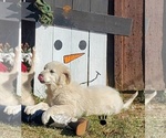 Small Photo #12 Great Pyrenees Puppy For Sale in AGRA, OK, USA