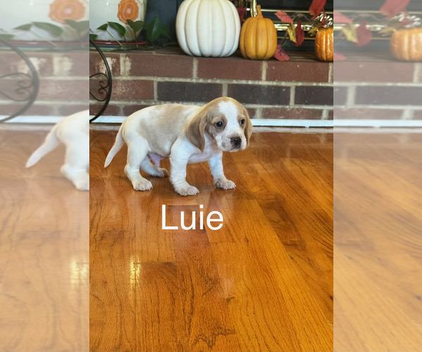 Medium Photo #3 Beagle Puppy For Sale in NATHALIE, VA, USA