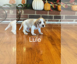 Puppy Luie Beagle