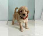 Puppy Chip Aussiedoodle-Labradoodle Mix