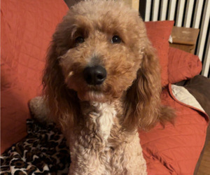 Father of the Goldendoodle puppies born on 04/15/2025
