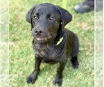 Small #2 Labrador Retriever Mix