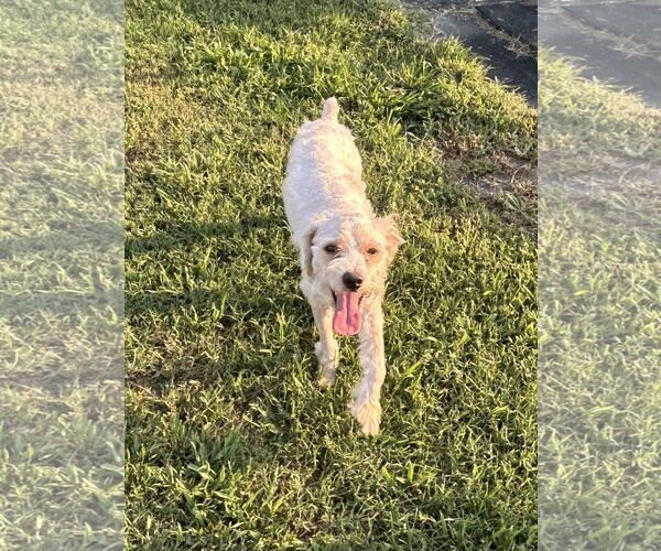 Medium Photo #2 Poodle (Miniature)-Unknown Mix Puppy For Sale in Pacolet, SC, USA