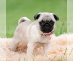 Small Photo #12 Pug Puppy For Sale in WARSAW, IN, USA