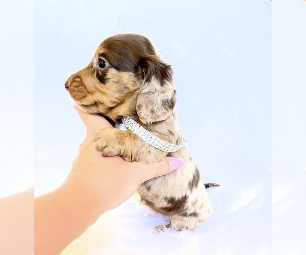 Medium Photo #4 Dachshund Puppy For Sale in DAVIS, CA, USA