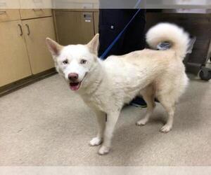 Siberian Husky Dogs for adoption in Riverside, CA, USA