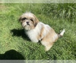 Small Photo #5 Shih Tzu Puppy For Sale in VENETA, OR, USA