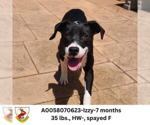 German Shorthaired Pointer-Unknown Mix Dogs for adoption in columbia, SC, USA