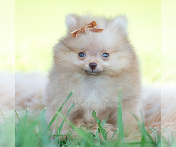 Medium Photo #3 Pomeranian Puppy For Sale in WARSAW, IN, USA
