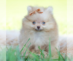 Small #2 Pomeranian